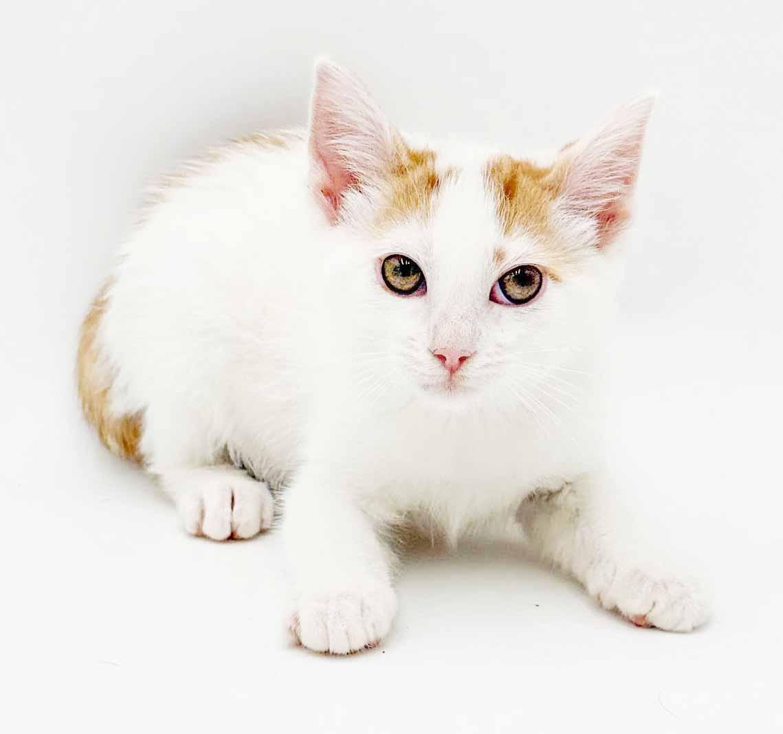 Enlarge Clove is heaven in kitty form, a Adoptable mixed breed in Bedford Hills, NY image 6/6