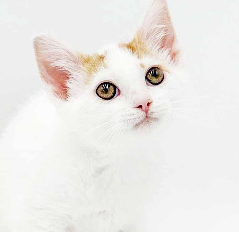 Clove is heaven in kitty form, Adoptable, Kitten Male Turkish Van & Tabby.