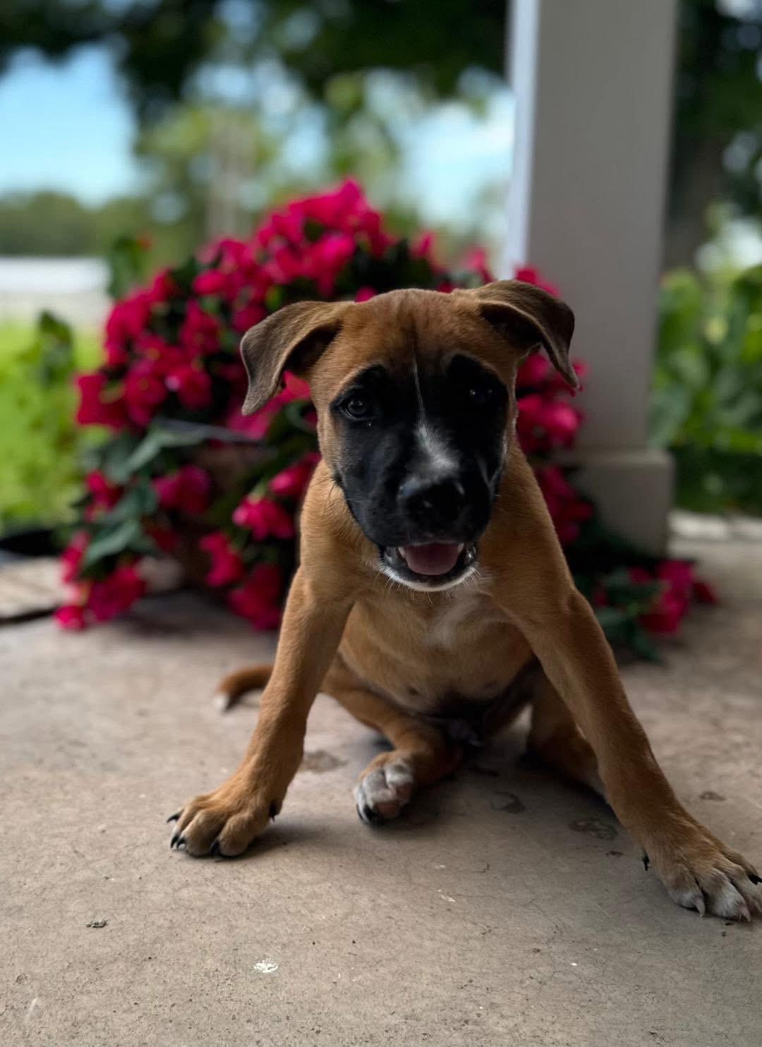 Junior