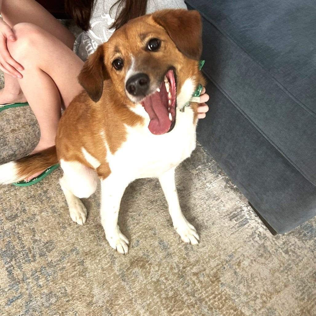 Benji 2