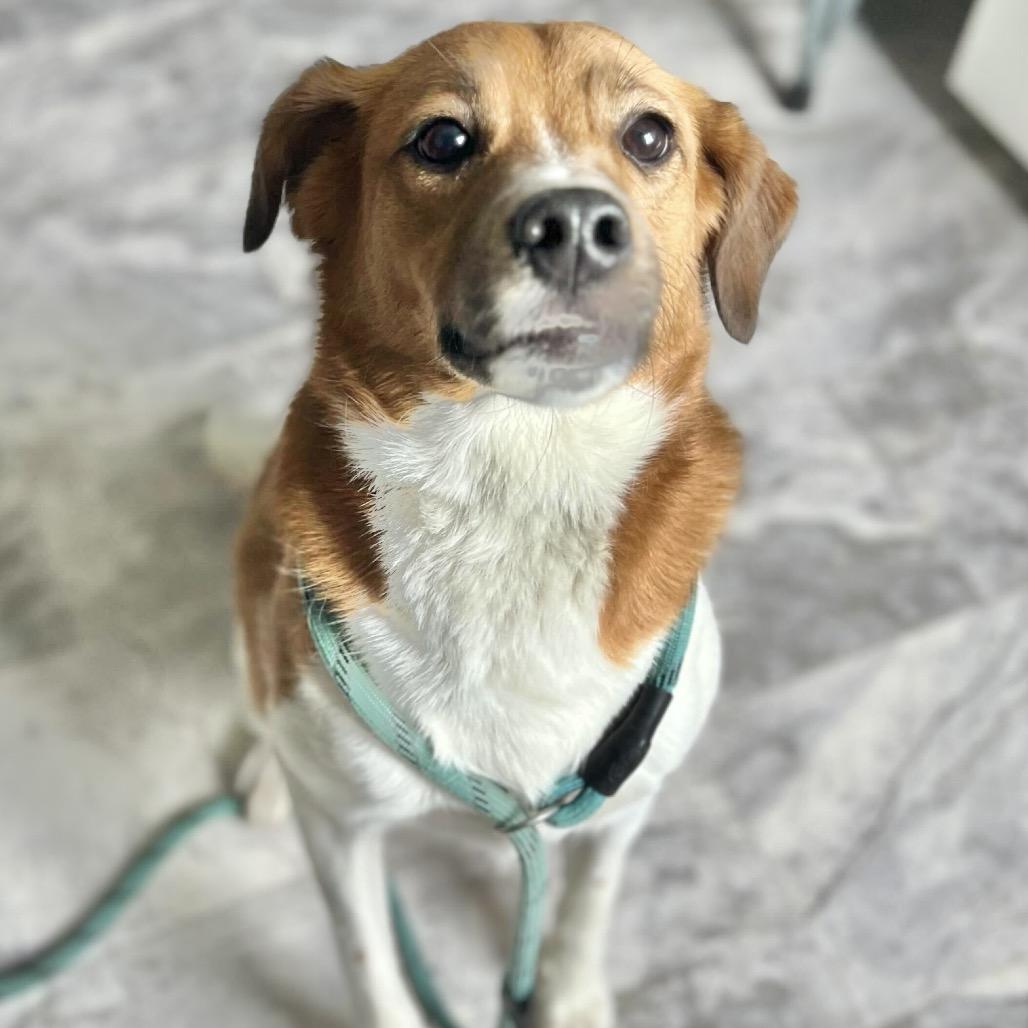 Benji 4