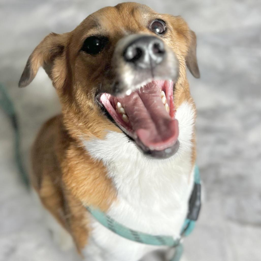 Benji 6