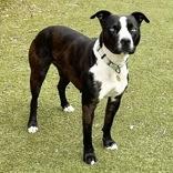 Enlarge Kai, a ADOPTABLE Mixed Breed in Lansing, MI image 5/6