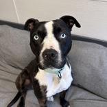 Enlarge Kai, a ADOPTABLE Mixed Breed in Lansing, MI image 4/6