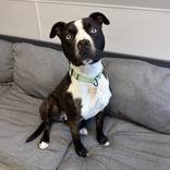 Enlarge Kai, a ADOPTABLE Mixed Breed in Lansing, MI image 1/6