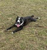 Enlarge Kai, a ADOPTABLE Mixed Breed in Lansing, MI image 3/6