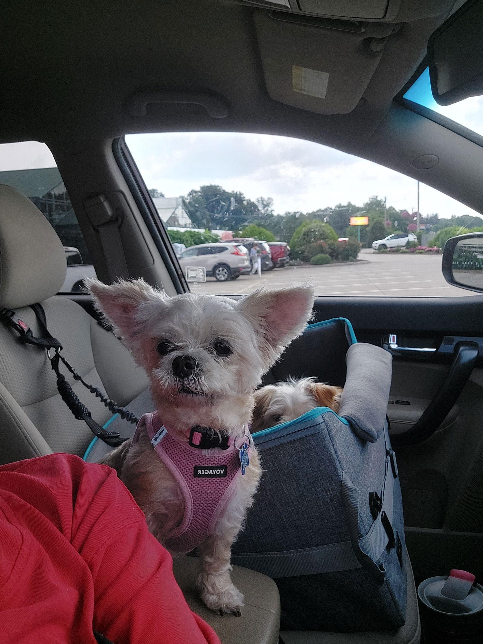 Blanche Fairfield, Adopted, Adult Female Yorkshire Terrier.