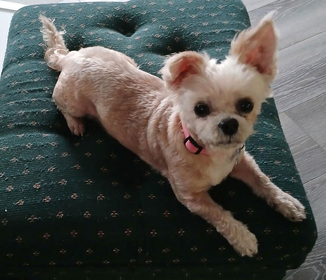 Enlarge Blanche Fairfield, a Adopted Yorkshire Terrier in Pataskala, OH image 2/3