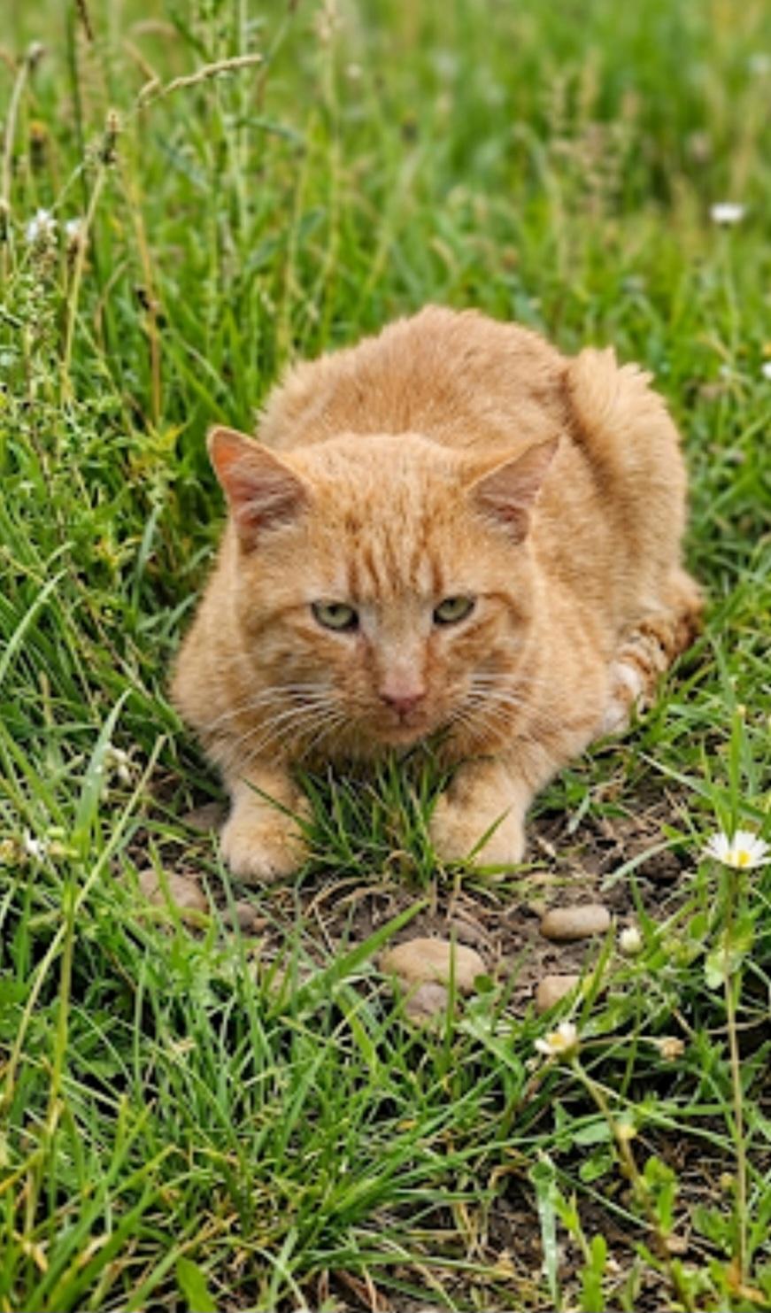 Chance, Adoptable, Adult Male Domestic Short Hair.