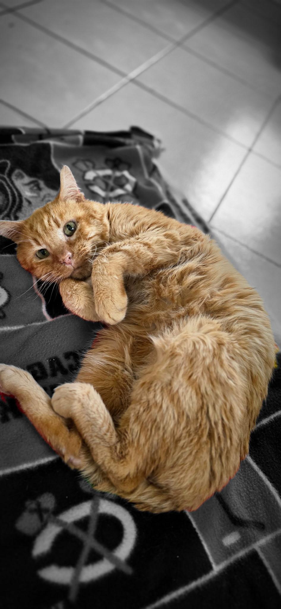 Chance, a Adoptable Domestic Short Hair in merrillville, IN image 2/3