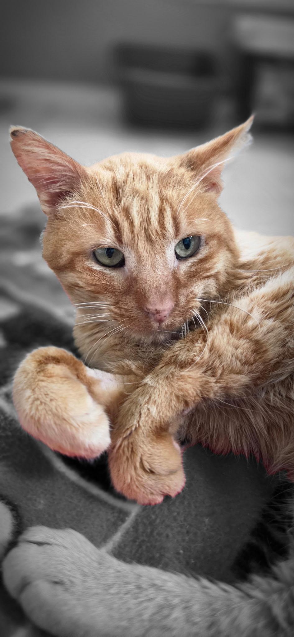 Chance, a Adoptable Domestic Short Hair in merrillville, IN image 3/3