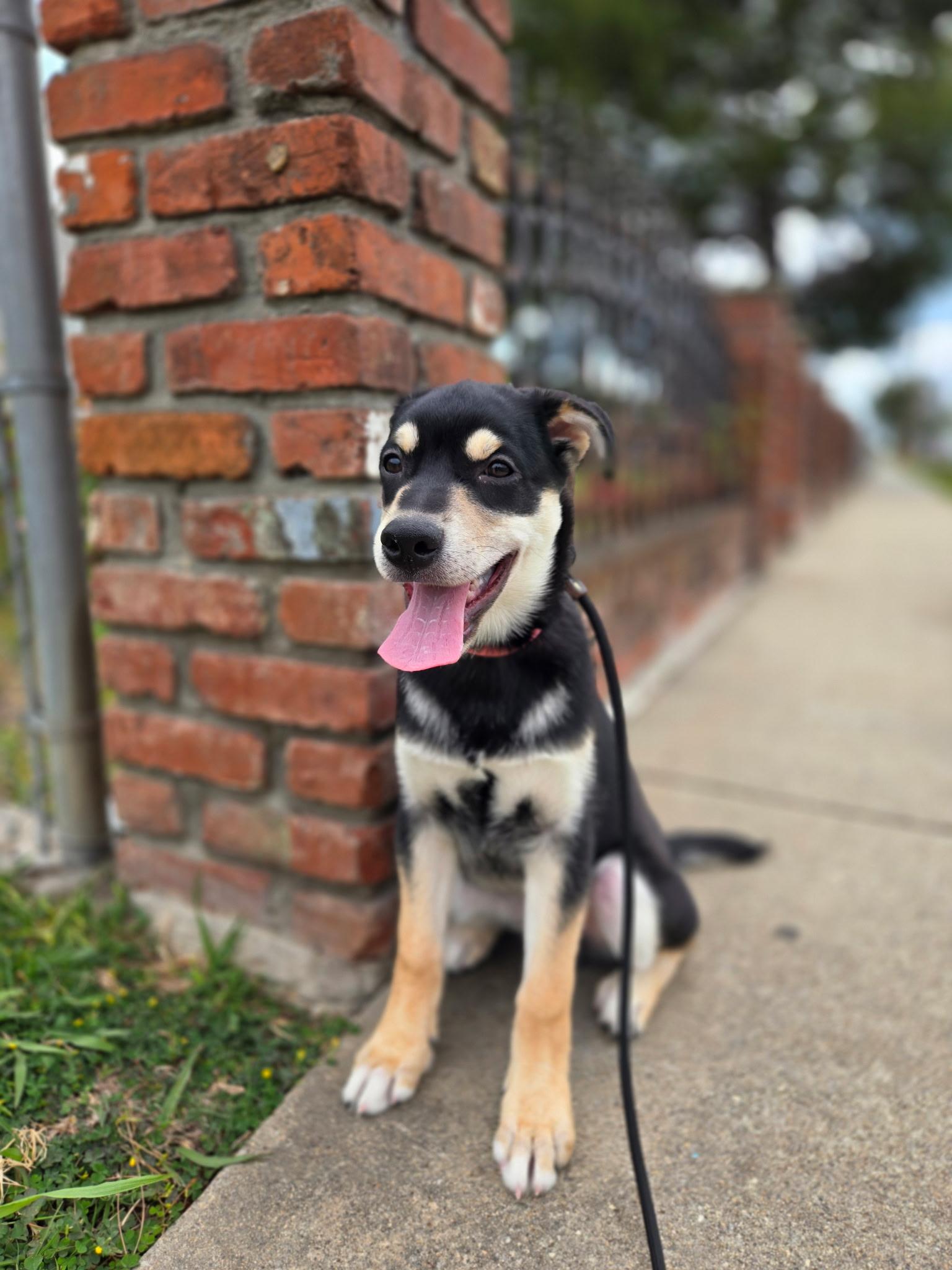 Clyde, Adoptable, Puppy Male German Shepherd Dog & Husky.