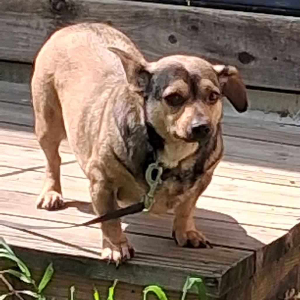 Otis, Adoptable, Adult Male Dachshund & Chihuahua.