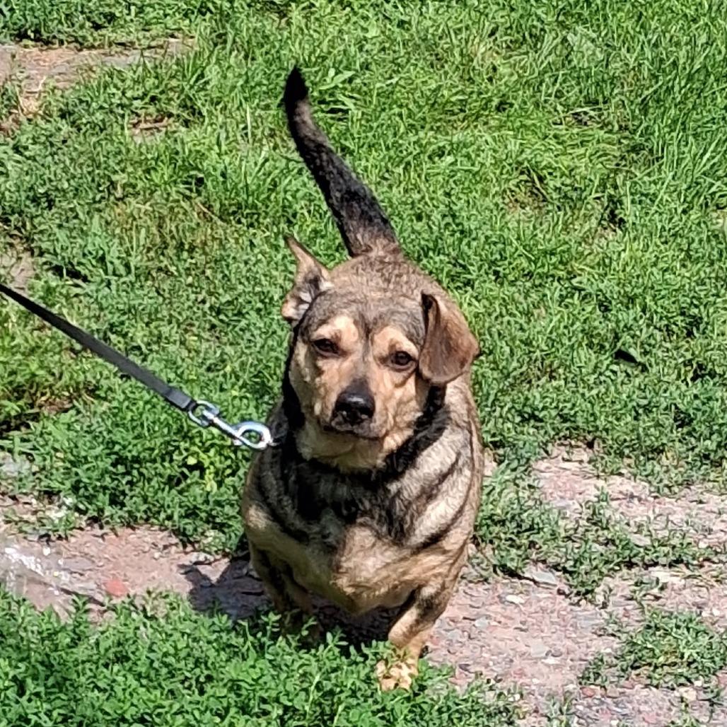 Enlarge Otis, a Adoptable mixed breed in Saratoga Springs, NY image 2/6