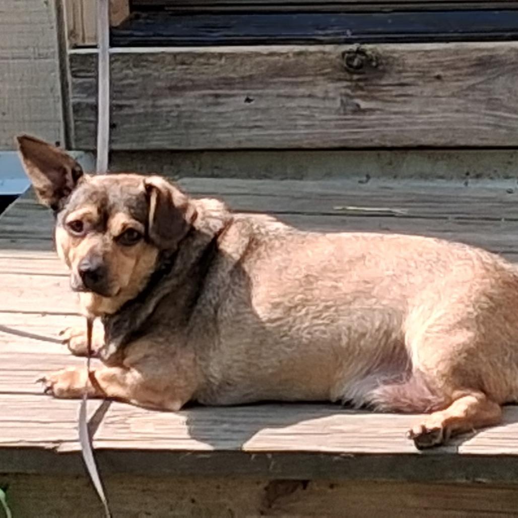 Enlarge Otis, a Adoptable mixed breed in Saratoga Springs, NY image 3/6