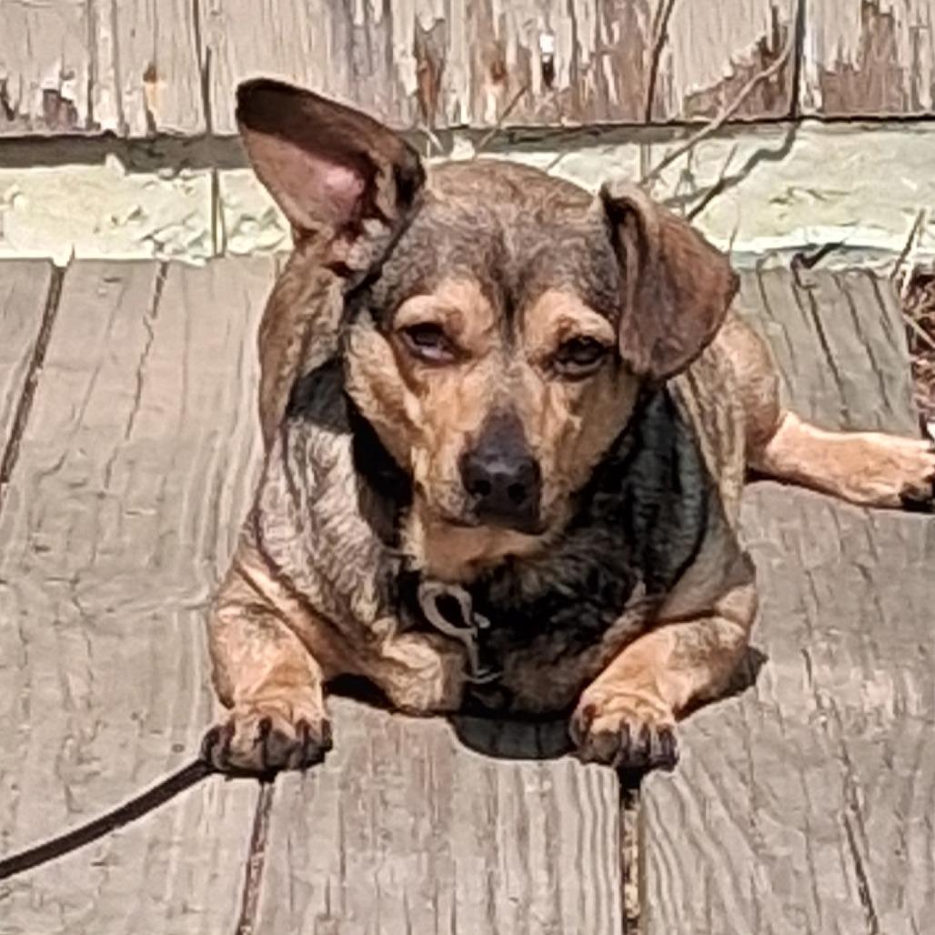 Enlarge Otis, a Adoptable mixed breed in Saratoga Springs, NY image 5/6