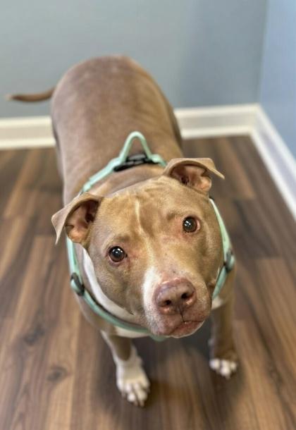 Rey- SPONSORED, Adoptable, Adult Female Pit Bull Terrier & Mixed Breed.