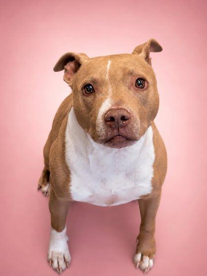 Rey- SPONSORED, a Adoptable mixed breed in Bowling Green, KY image 2/2