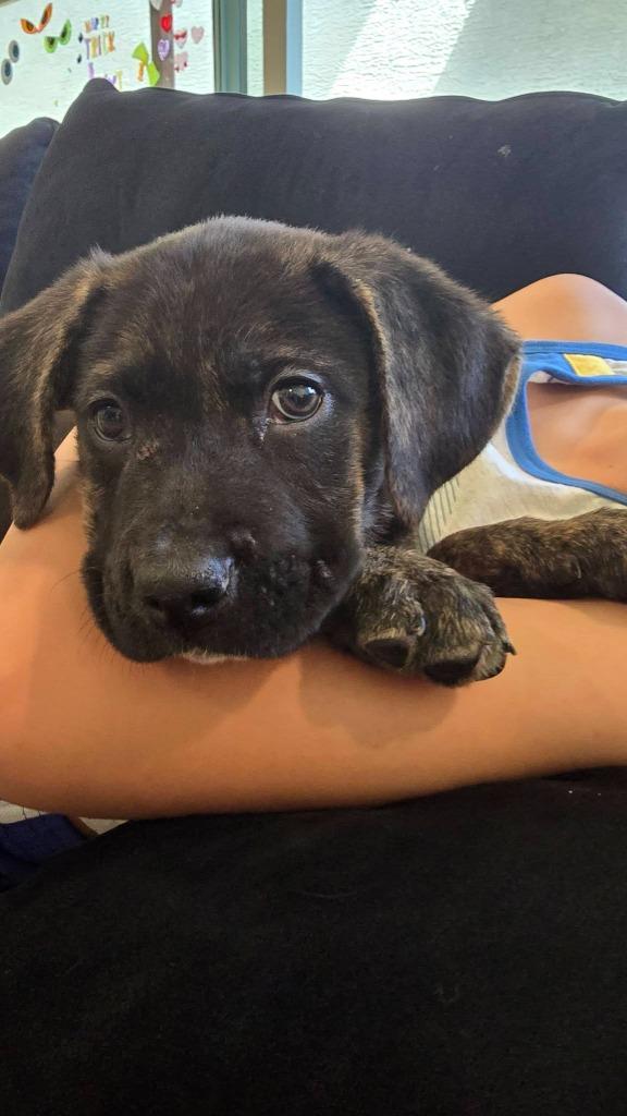 George, a Adoptable Mixed Breed in Mesa, AZ image 2/2
