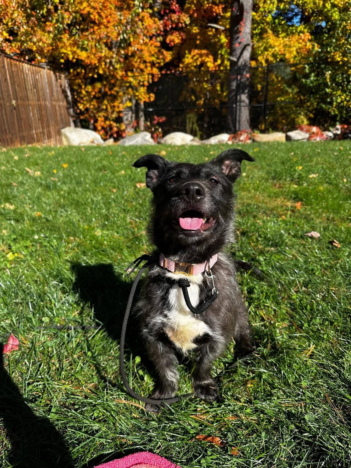 Lil Deb, a Adopted Terrier in Peabody, MA image 3/5