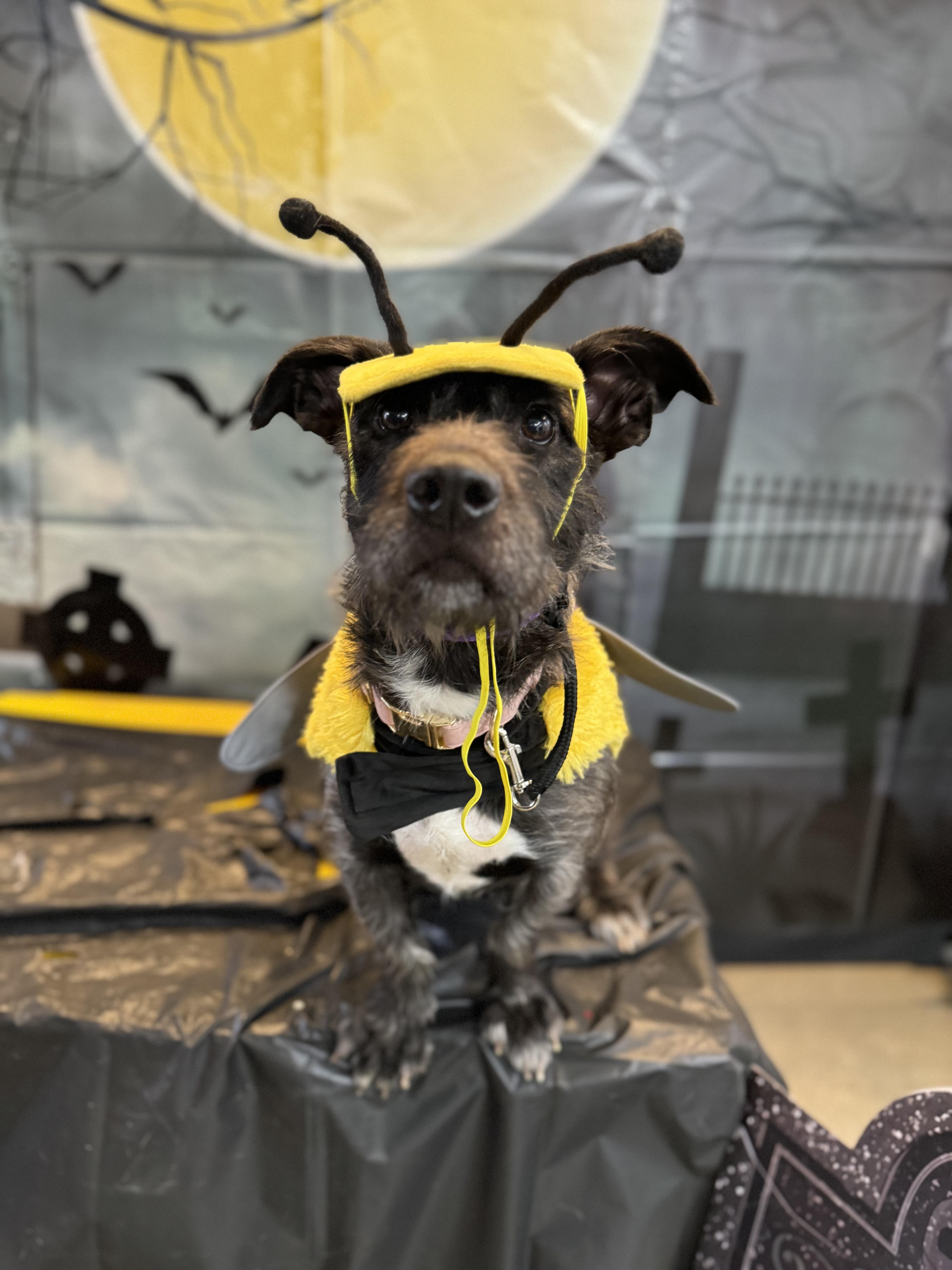 Lil Deb, a Adopted Terrier in Peabody, MA image 5/5