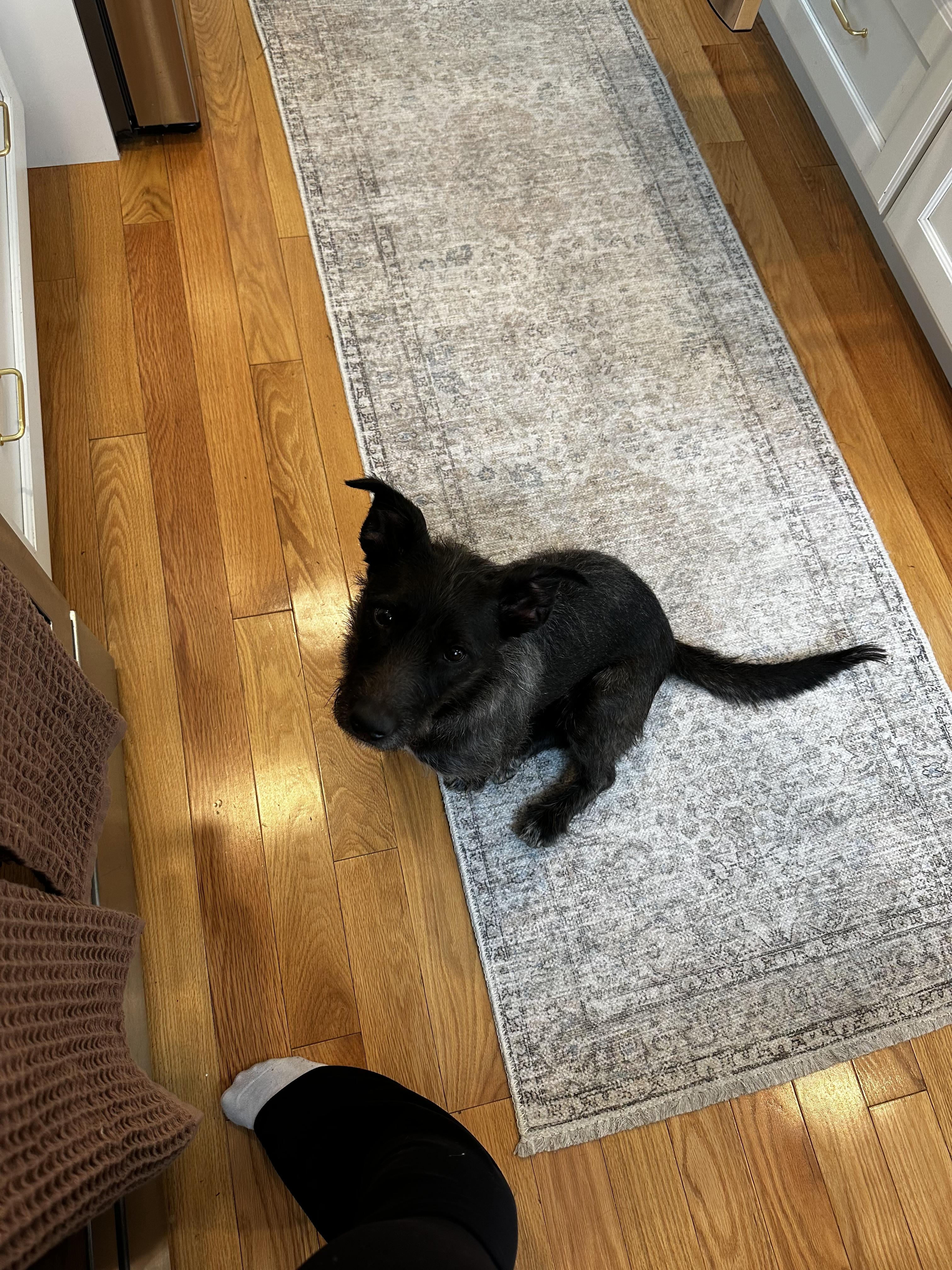 Lil Deb, a Adopted Terrier in Peabody, MA image 4/5