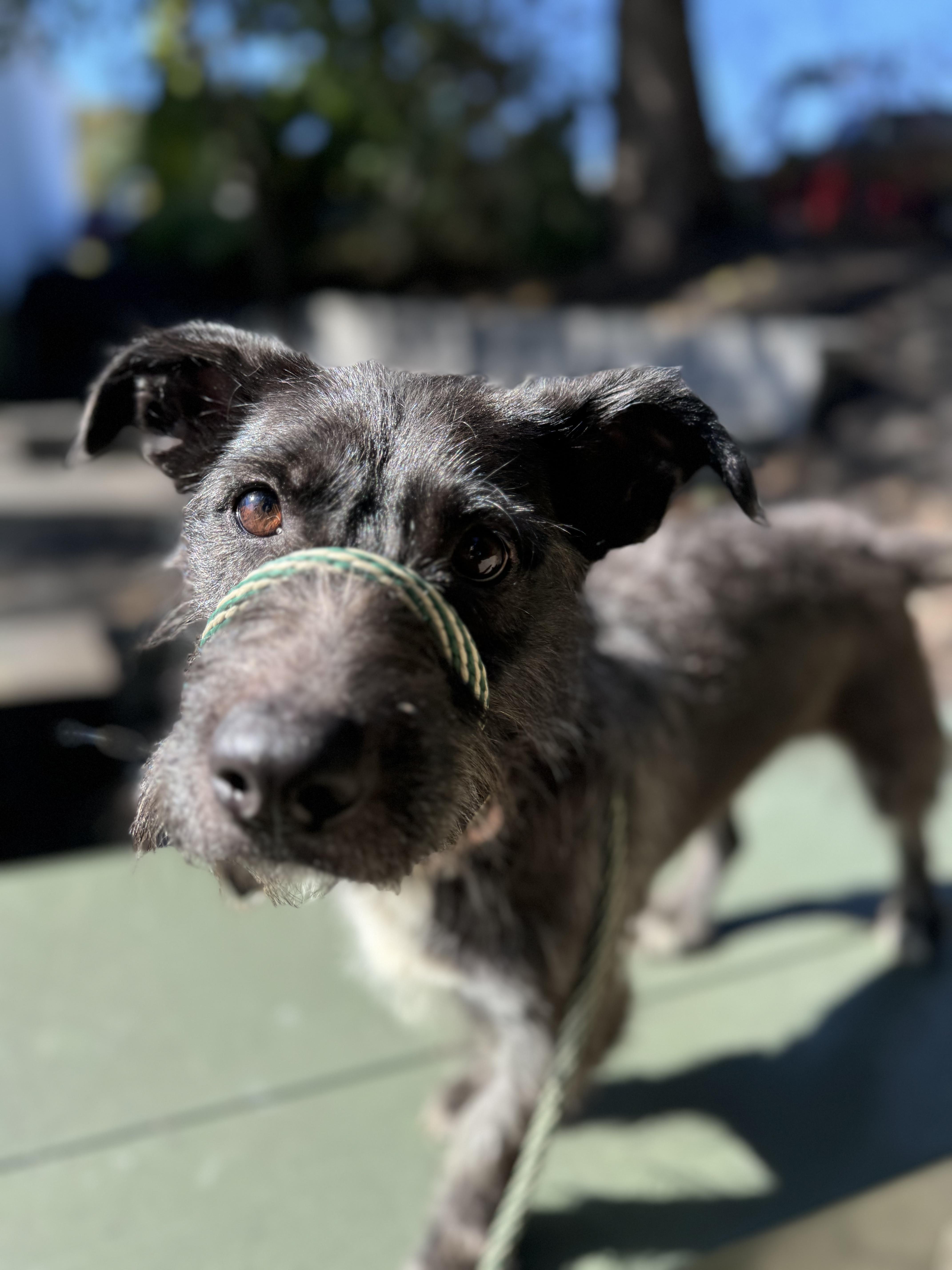 Lil Deb, Adopted, Young Female Terrier.