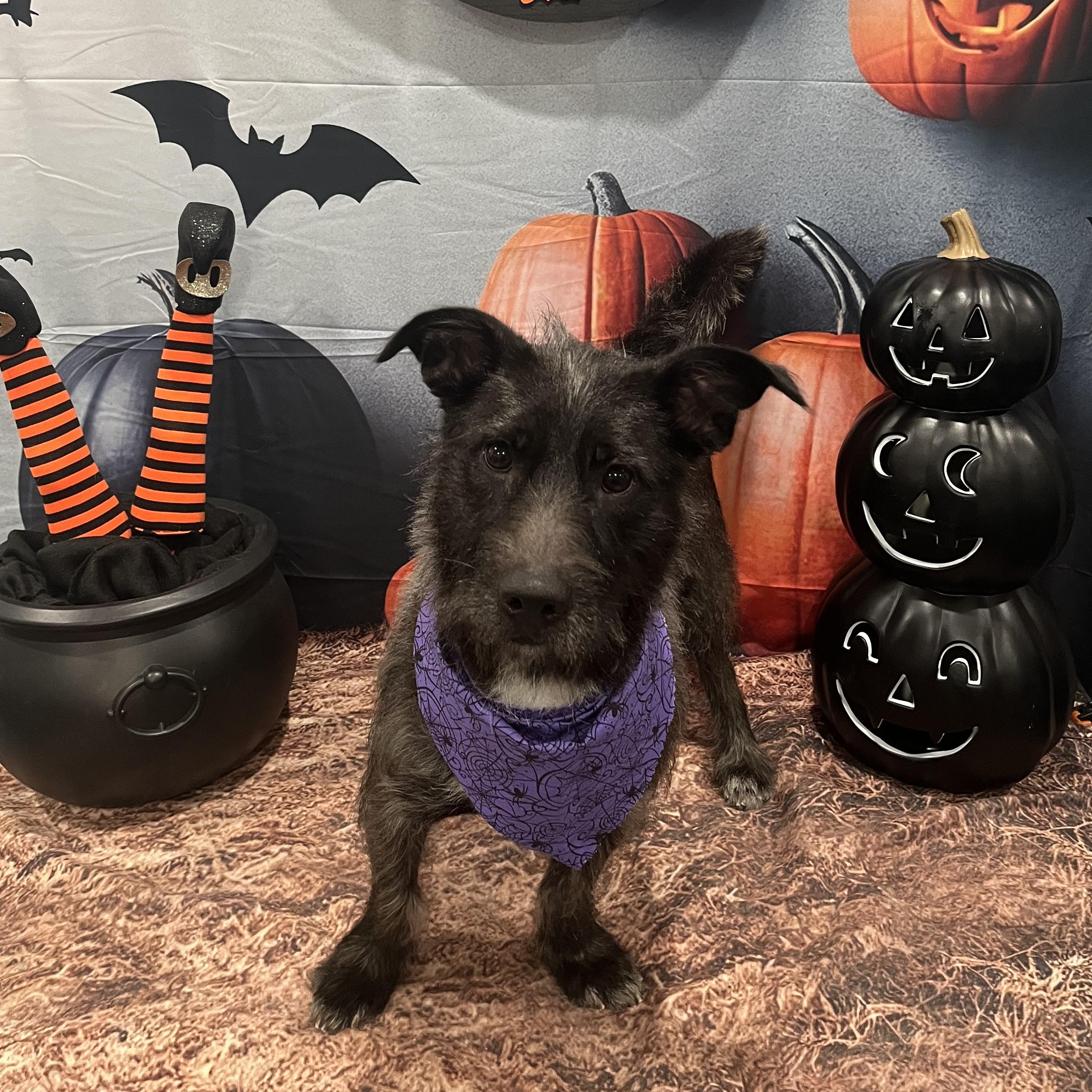 Lil Deb, a Adopted Terrier in Peabody, MA image 2/5