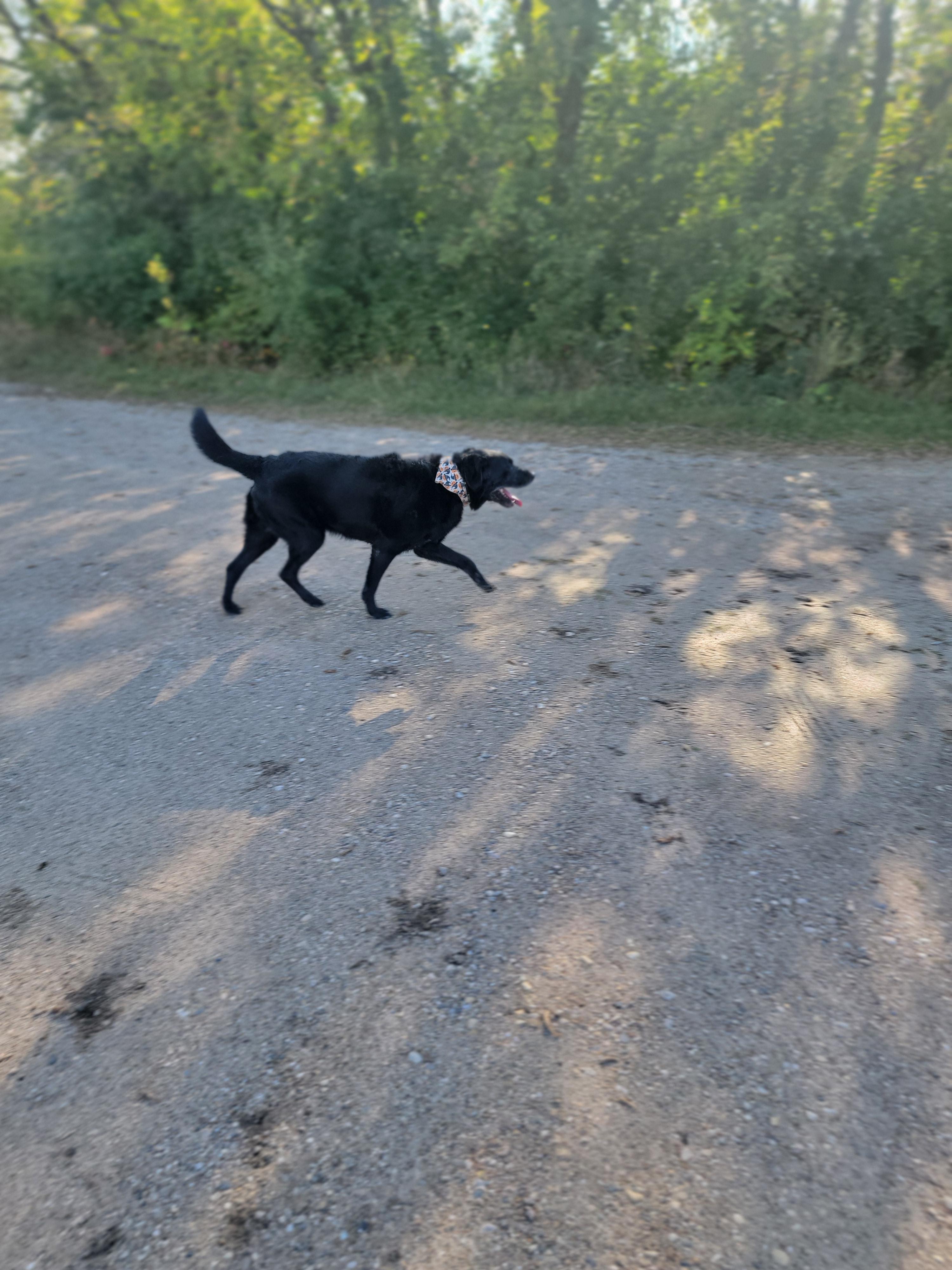 Enlarge Vader, a Adoptable Black Labrador Retriever in Fertile, MN image 1/3
