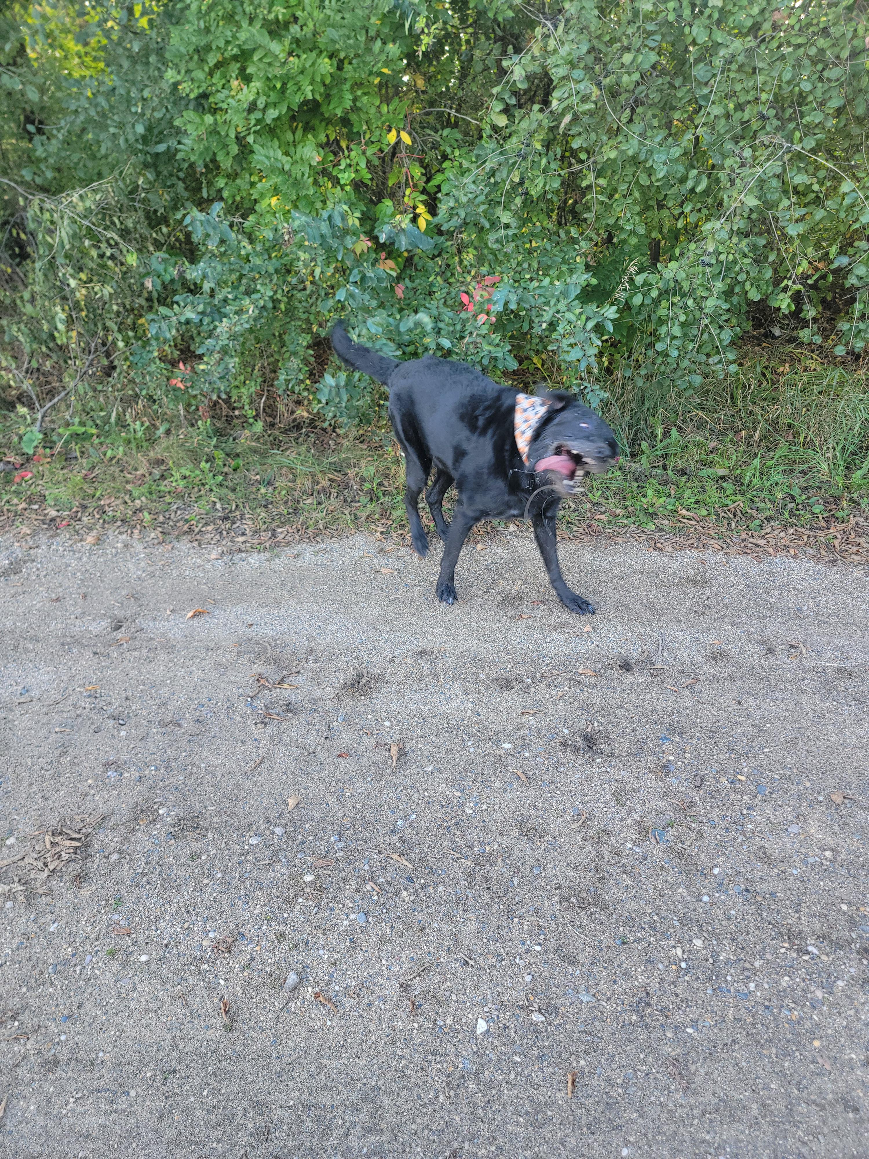 Enlarge Vader, a Adoptable Black Labrador Retriever in Fertile, MN image 3/3