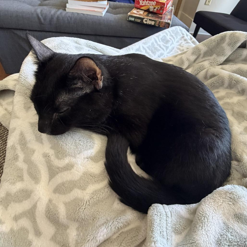 Goober, Adoptable, Adult Male Domestic Short Hair.