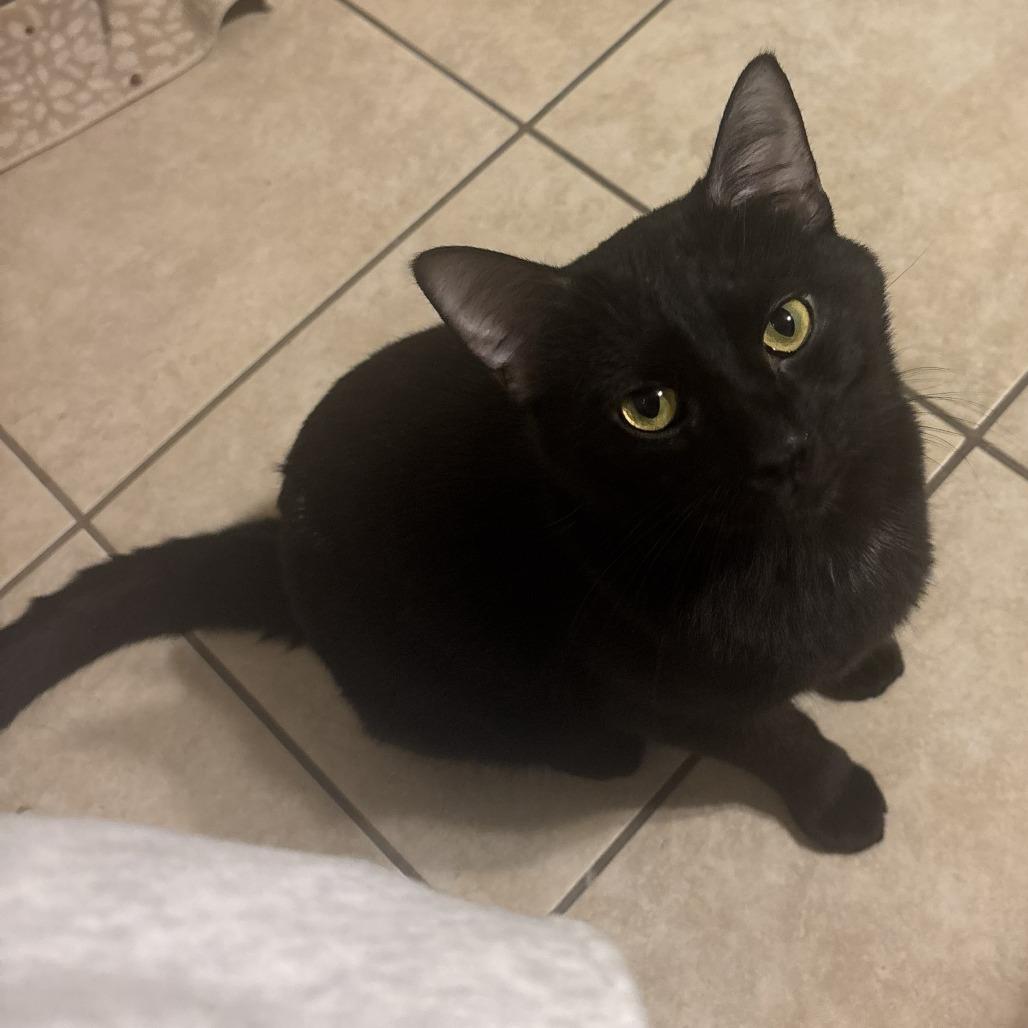 Enlarge Goober, a Adoptable Domestic Short Hair in Middleton, WI image 2/2