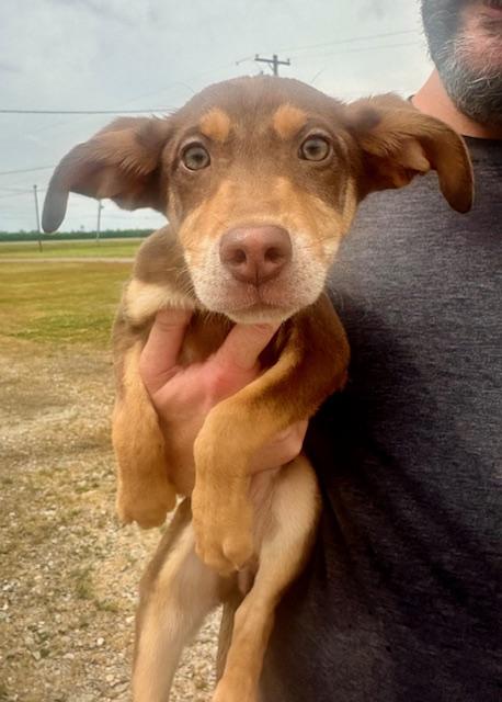 Dalia, Adoptable, Young Female Shepherd.