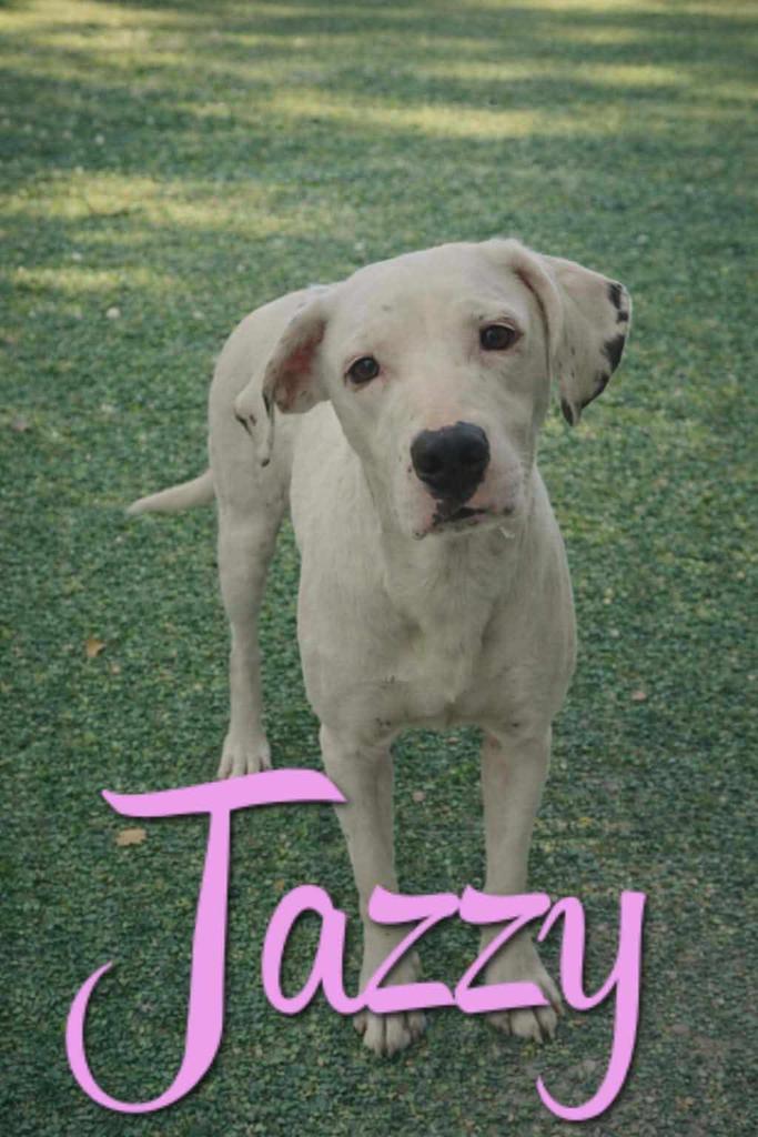 Jazzy, Adoptable, Adult Female Pit Bull Terrier.