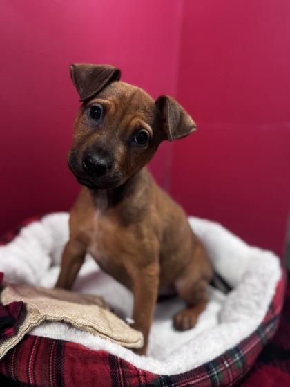 Enlarge Love, a Adoptable mixed breed in Houston, TX image 1/1