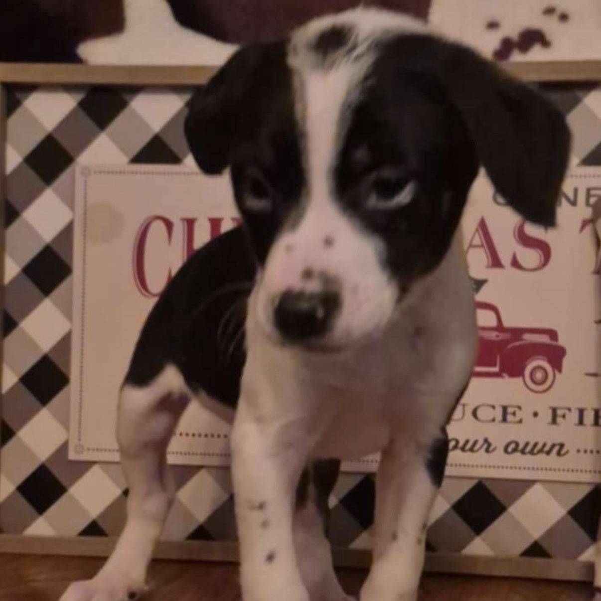 Merry, Adoptable, Puppy Female Border Collie.