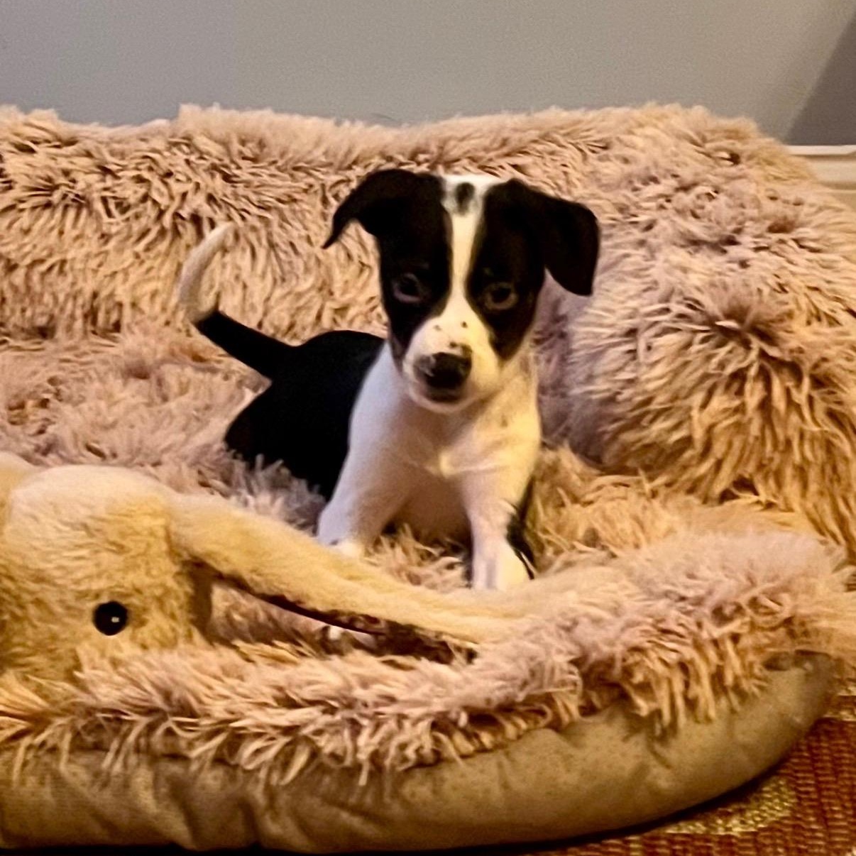 Merry, a Adoptable mixed breed in Hamilton , NJ image 1/2