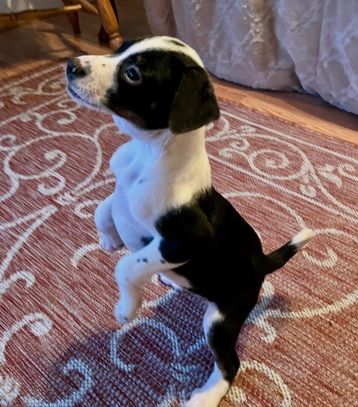 Merry, a Adoptable mixed breed in Hamilton , NJ image 2/2