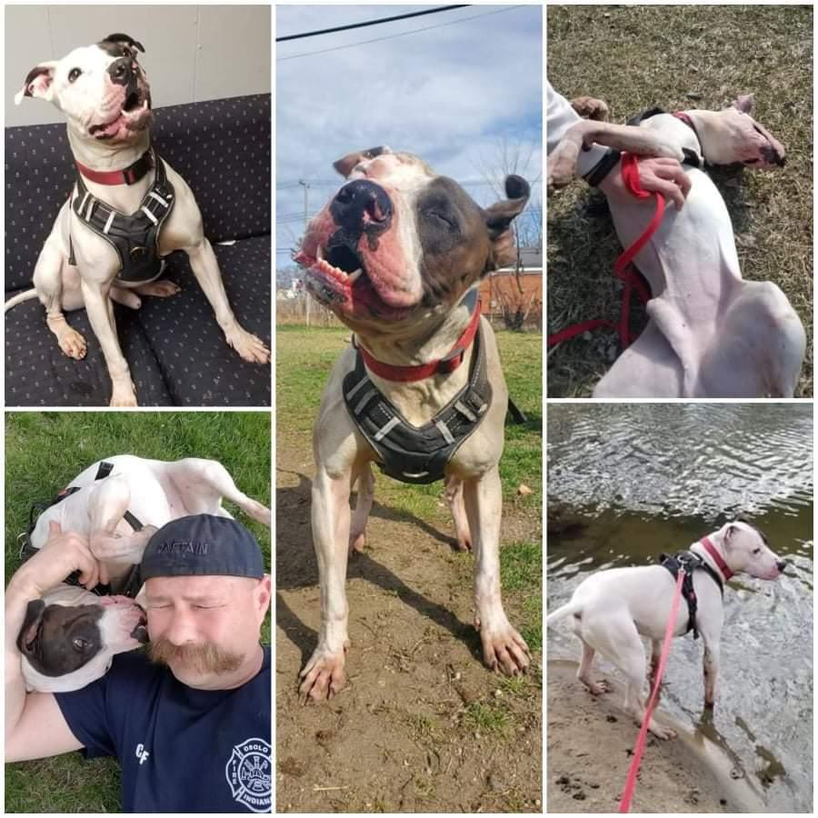 Cole, Adoptable, Adult Male Pit Bull Terrier.