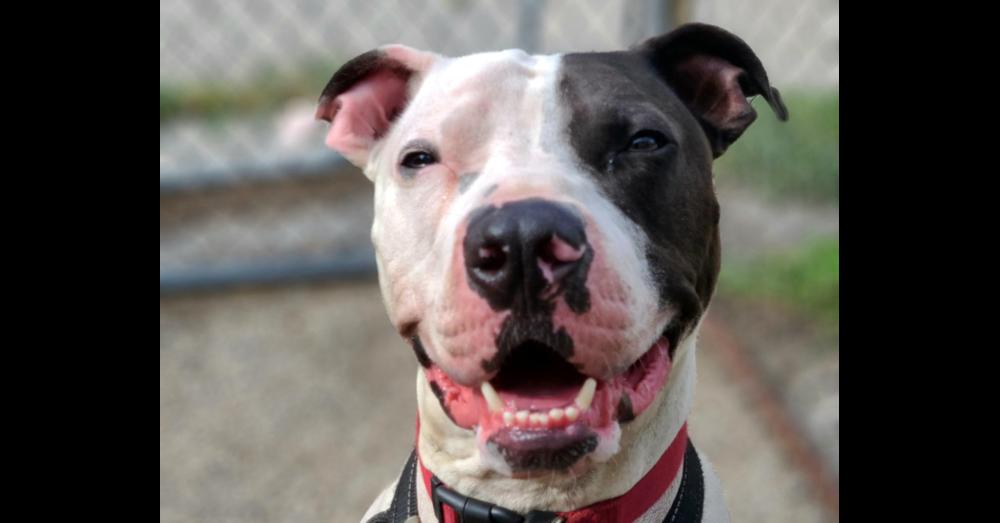 Cole, a Adoptable mixed breed in Mishawaka, IN image 3/6