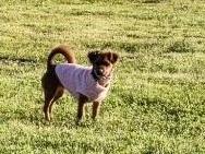 Lady Bug — thumbnail 2