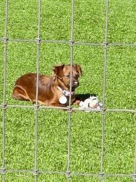 Lady Bug — thumbnail 4