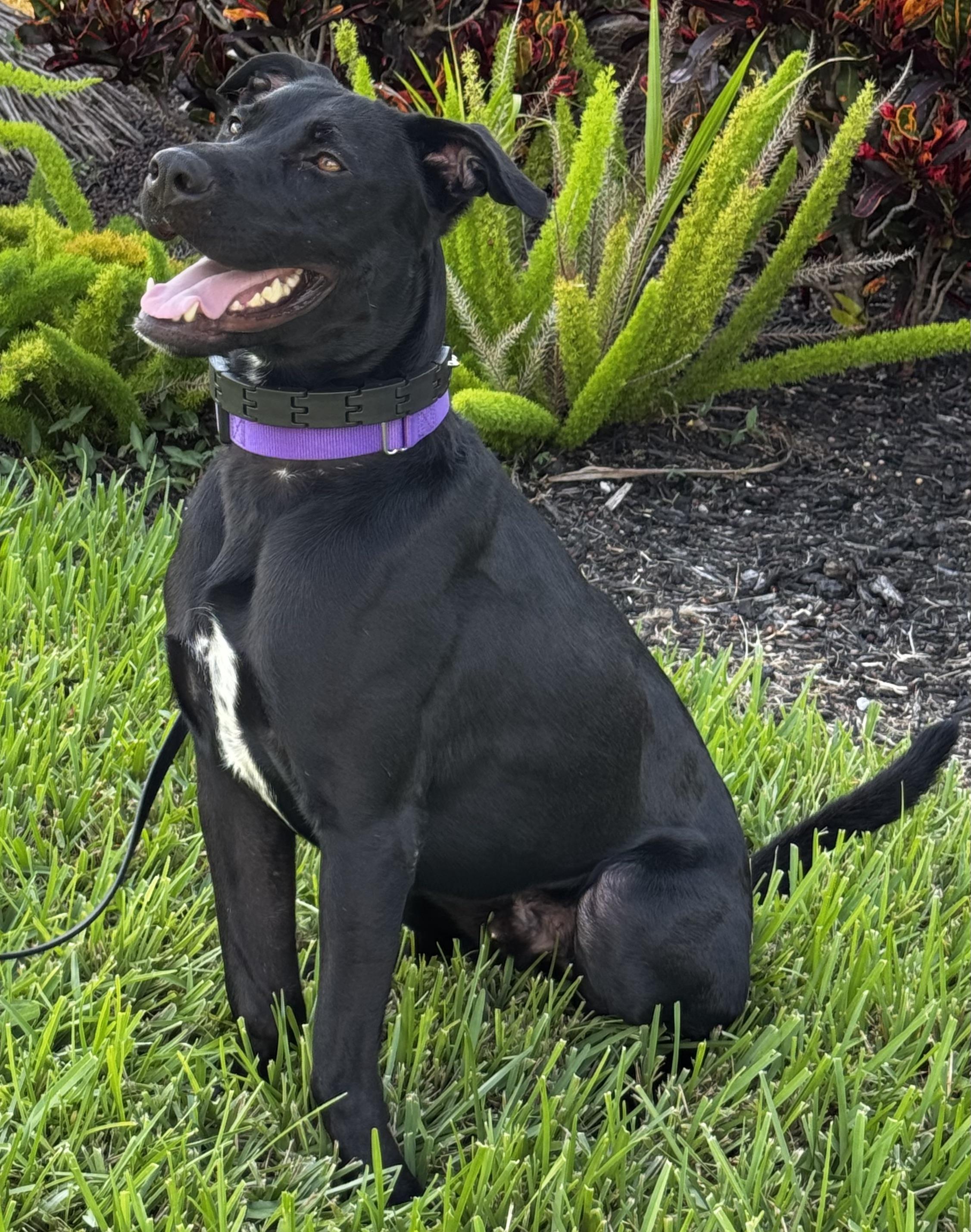 Enlarge Amazing Cole, a ADOPTABLE mixed breed in Fort Myers Beach, FL image 3/3