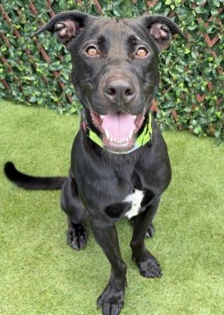 Enlarge Amazing Cole, a ADOPTABLE mixed breed in Fort Myers Beach, FL image 2/3