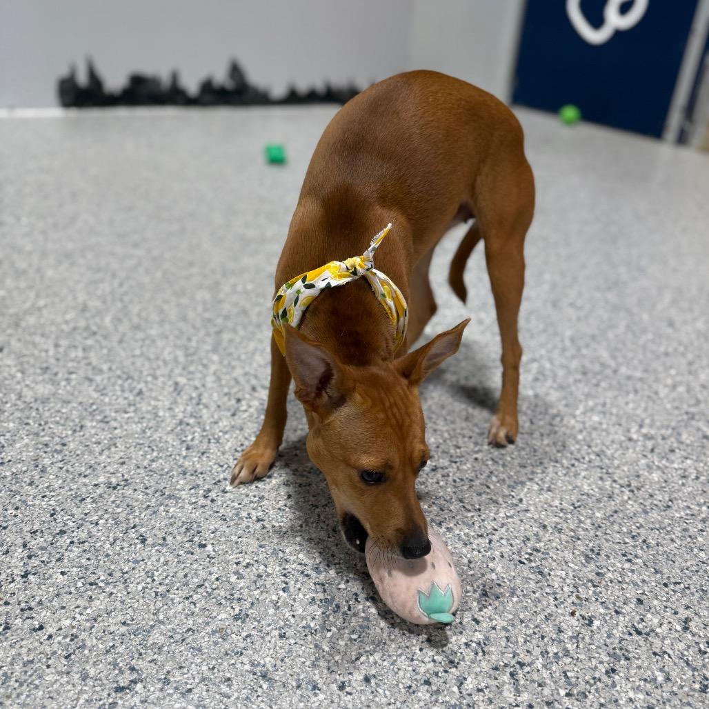 Enlarge KiKi, a Adoptable mixed breed in Newberg, OR image 1/6