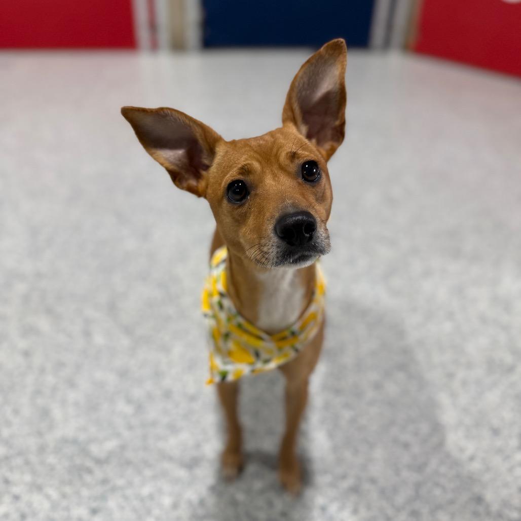 Enlarge KiKi, a Adoptable mixed breed in Newberg, OR image 2/6