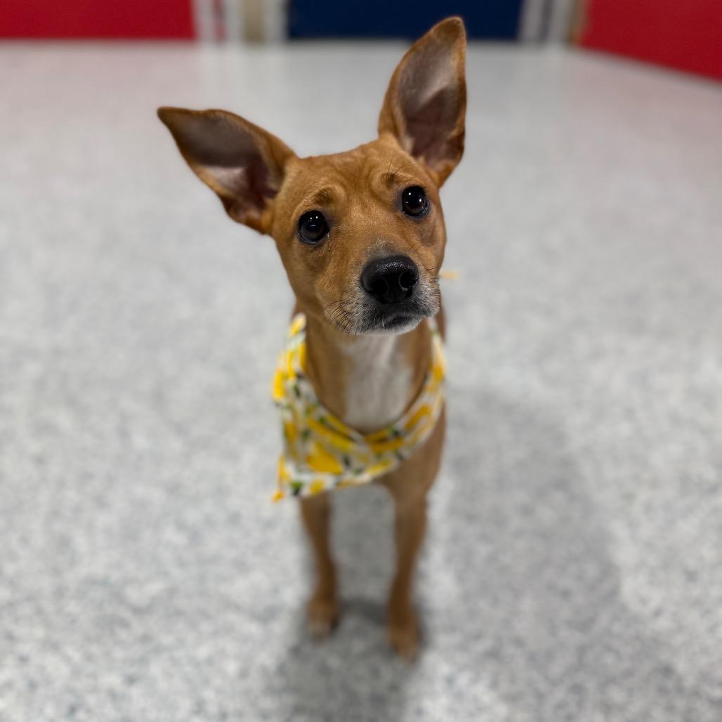 Enlarge KiKi, a Adoptable mixed breed in Newberg, OR image 3/6