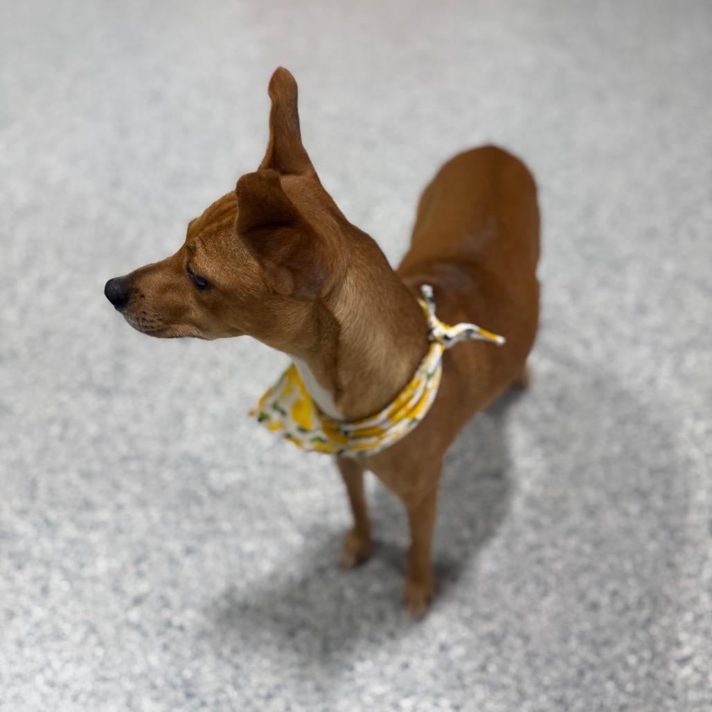 Enlarge KiKi, a Adoptable mixed breed in Newberg, OR image 4/6