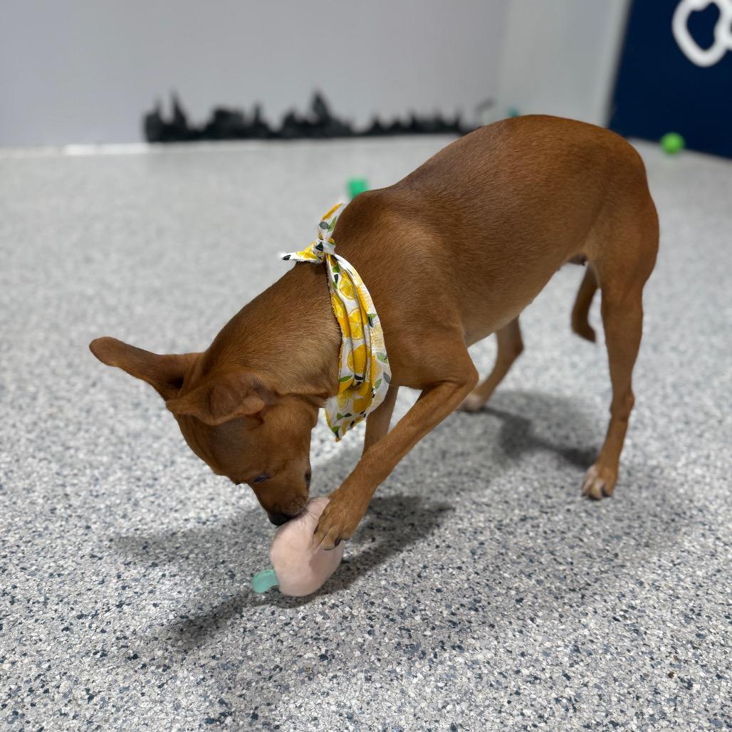 Enlarge KiKi, a Adoptable mixed breed in Newberg, OR image 5/6