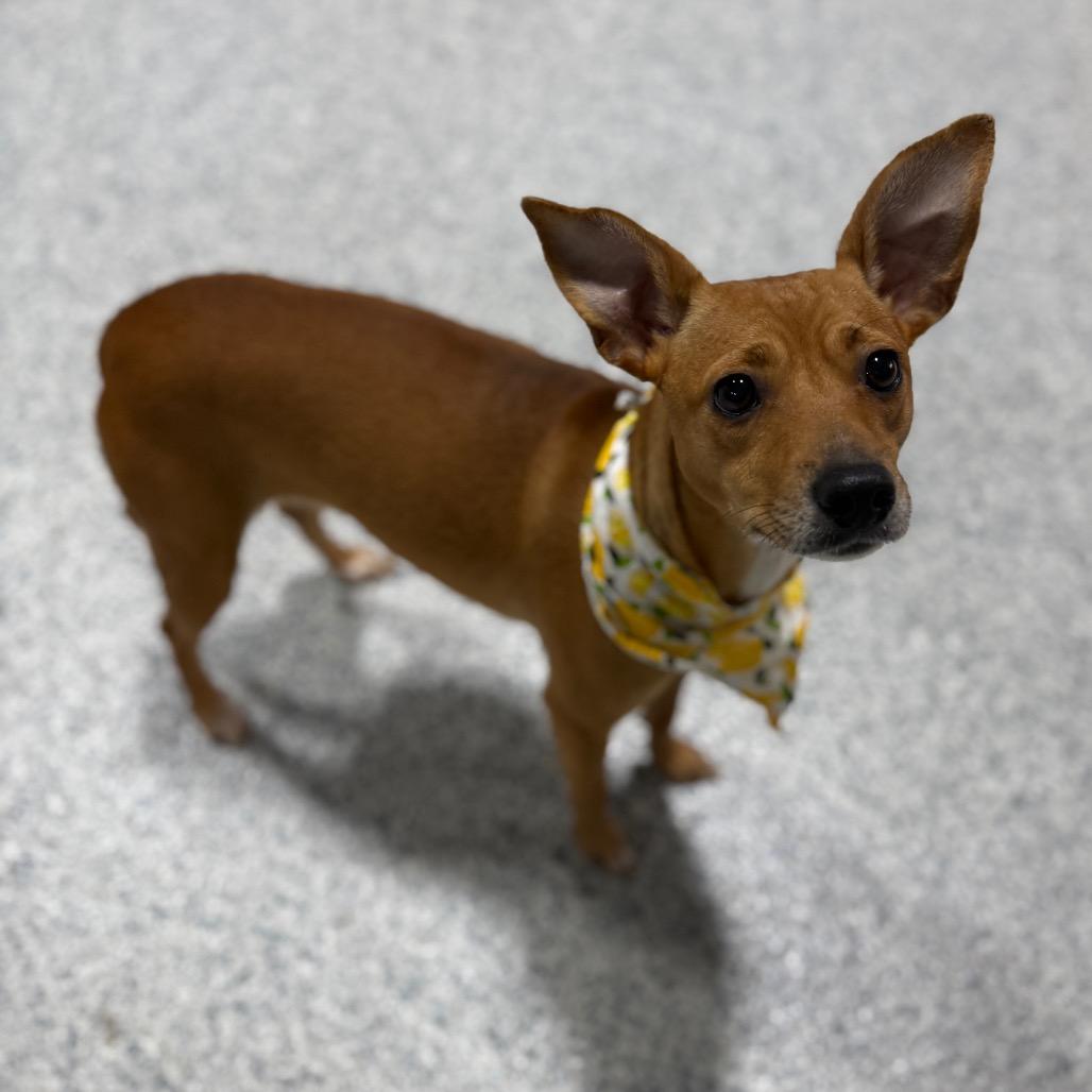 Enlarge KiKi, a Adoptable mixed breed in Newberg, OR image 6/6